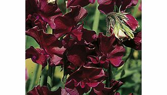 Sweet Pea Seeds - Beaujolais