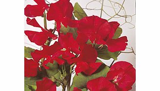 Sweet Pea Seeds - Winston Churchill