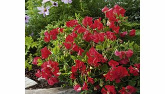 Sweet Pea Villa Roma Scarlet Plug Plants