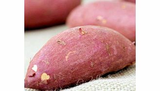 Sweet Potato Plants - Burgundy