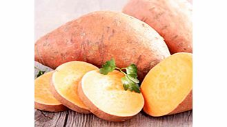 Sweet Potato Plants - Twin Pack