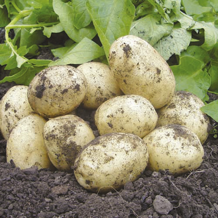 SWIFT Potatoes - 3kg (First Early) 3 kg