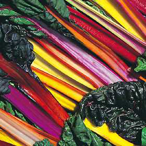 Chard Bright Lights Seeds