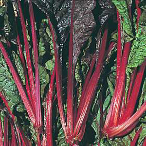 Chard Rhubarb Seeds