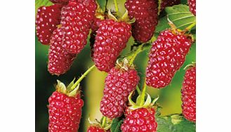 Tayberry Plant - Buckingham