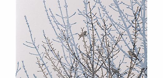The Art Rooms Dawn Chorus Greeting Card