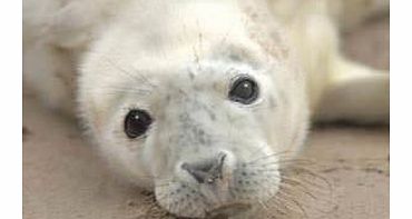 The Cornish Seal Sanctuary - Gweek Tickets