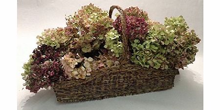 The Dried Flower Farm Dried Flowers - Hydrangeas - 5 Stems