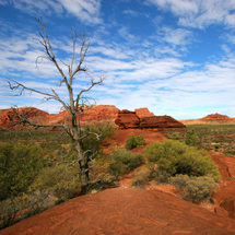 The Elite 4WD Palm Valley Experience - Child