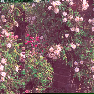 Garland - Climbing Rose