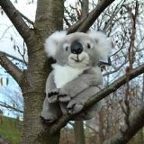 The Gift Experience Koala 8 ` Tall