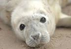 Seal Sanctuary - Gweek After 3pm Special
