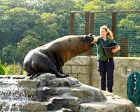 the National Seal Sanctuary (Cornwall) Adult