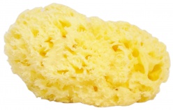 THE NATURAL SEA SPONGE COMPANY - HONEYCOMB SEA