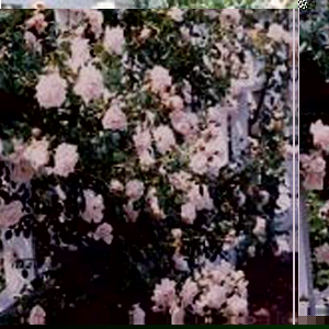 New Dawn - Climbing Rose (pre-order now)