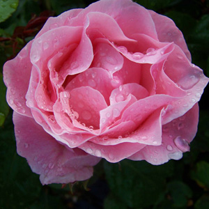 The Queen Elizabeth Floribunda Rose (pre-order