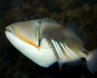 the SEA LIFE London Aquarium - After 3pm Back 2