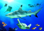 Theme Parks Birmingham National SEA LIFE Centre HALF PRICE