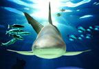 Theme Parks Blackpool SEA LIFE Centre Special Offer