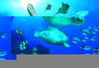 Theme Parks Brighton SEA LIFE Centre Tickets (Entry after 2pm)