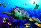 Theme Parks Great Yarmouth SEA LIFE Centre HALF PRICE Tickets