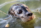 Theme Parks Gweek National Seal Sanctuary Special Offer