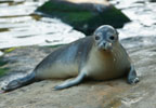 Scottish SEA LIFE Sanctuary Tickets (Entry After