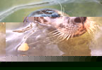 Theme Parks The National Seal Sanctuary - Gweek (HALF PRICE