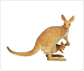 Kangaroo With Baby