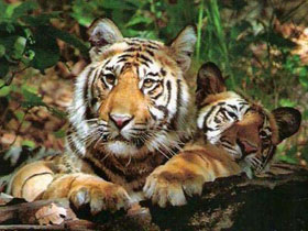 Tiger watching holiday in India