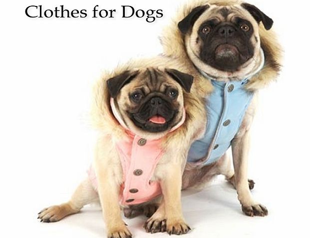 Tim Rahija Dog Clothes