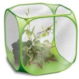 Tobar Stick Insect Kit