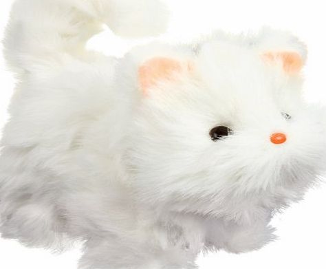 Tobar walking kitten the fluffiest, cutest kitten