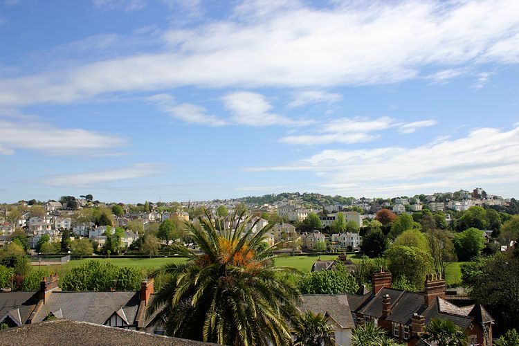 Torquay Elm, Acacia, Torquay