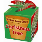 Toyday Grow Your Own Xmas Tree