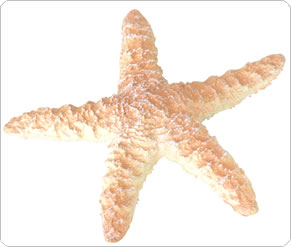 TP Starfish