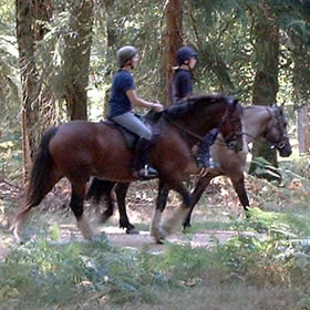 treatme.net Be A Cowboy For A Day