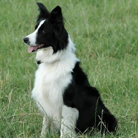 treatme.net Sheepdog Experience