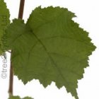 Tree2mydoor Hazel Tree (Corylus Avellana)