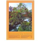 Trees For Life Posters - Set of 3