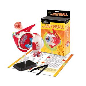 National Geographic Anatomy Kit Eyeball