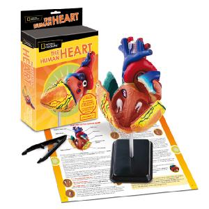 Trends National Geographic Anatomy Kit Heart