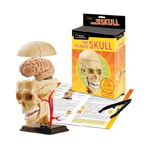 Trends National Geographic Anatomy Kit Skull