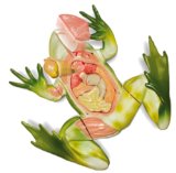 Trends Uk Ltd National Geographic Frog Dissection