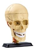 National Geographic The Human Skull