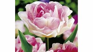 Tulip Bulbs - Angelique (Double Late)