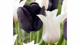 Tulip Bulbs - Black and White Twin Pack