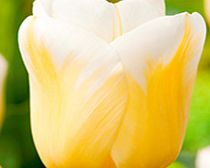 Tulip Bulbs - Calgary Flame