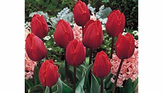 Tulip Bulbs - Colour Cardinal