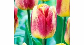 Tulip Bulbs - Colour Mystic (Chameleon)